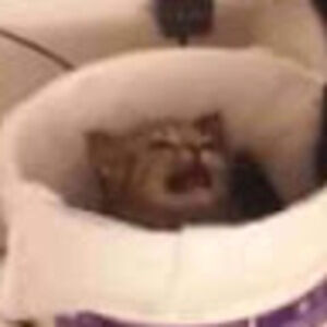 Meet your Posher, Josh